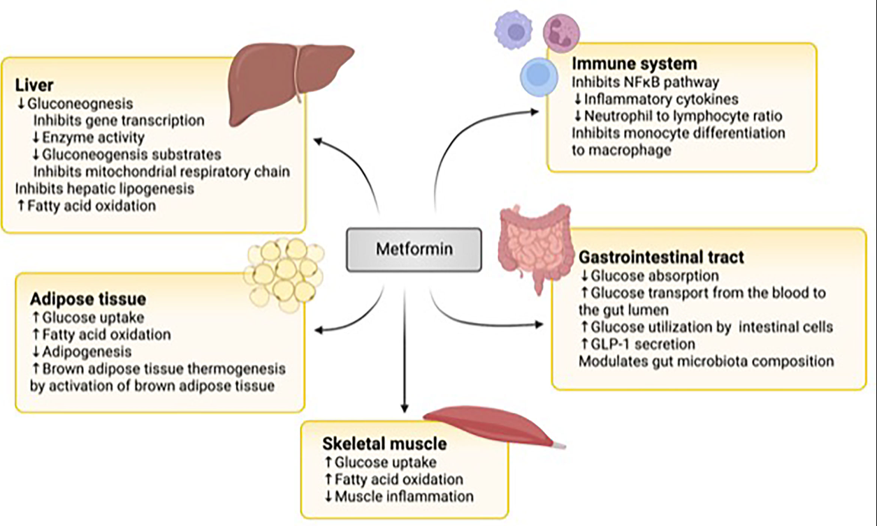 Metformin   A Best Treatment for Type 20 diabetes & Anti Aging ...